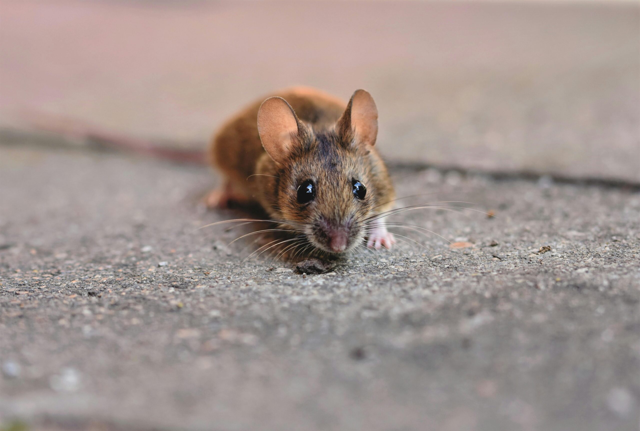 pest control FAQ Kalyan